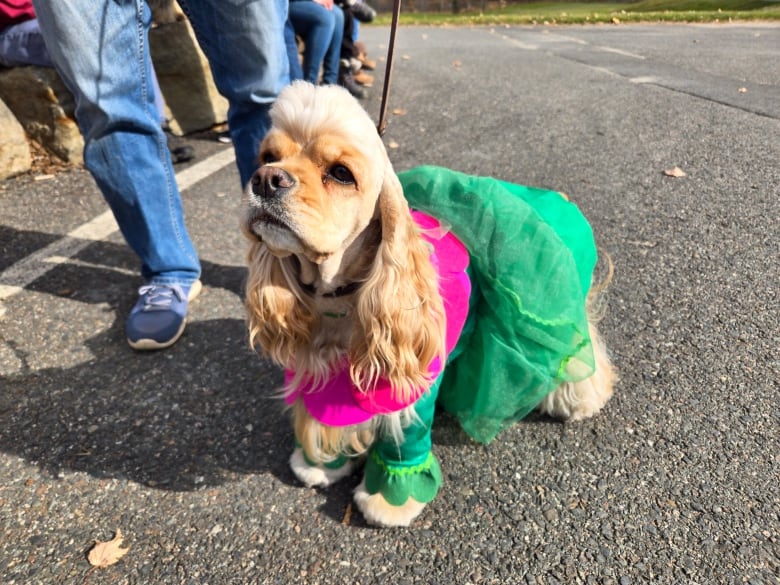 A light-coloured small dog in a pink and green dress.