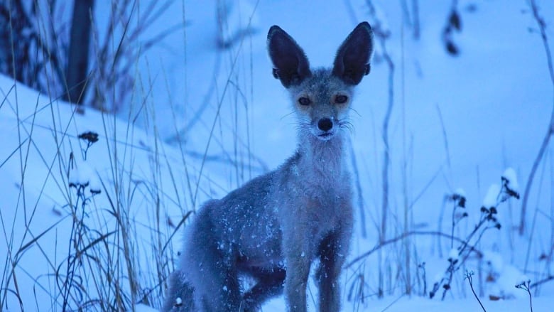 A skinny fox with huge ears is seen among snow and trees in the background. 