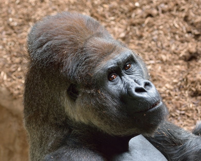 Charles, a western lowland silverback gorilla, died this week at the Toronto Zoo. He was 52 years old, and had been at the zoo for five decades.