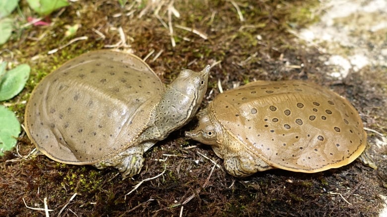 Two turtles sit facing each other. They look small and have little pointed, curved snouts.