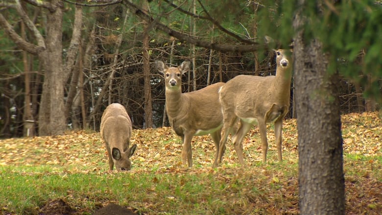 Three deer standing, with two looking at the camera and autumn leaves all around. 