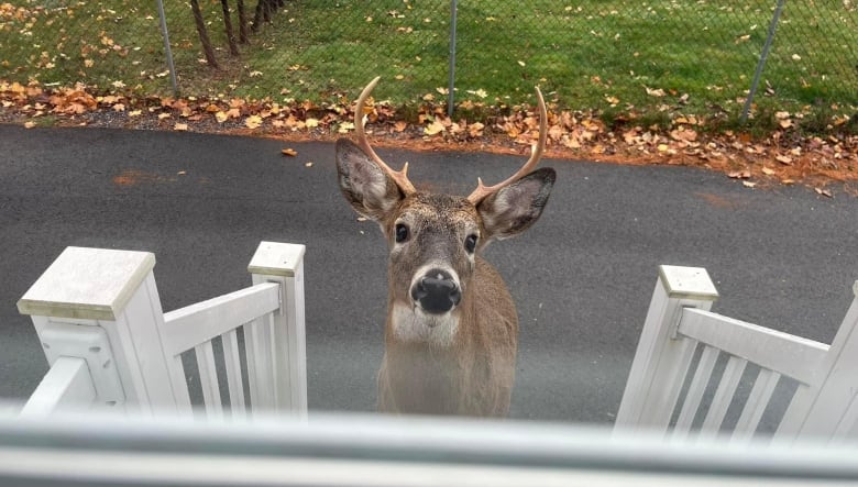 Deer with antlers on a white steps, looking straight at the camera.