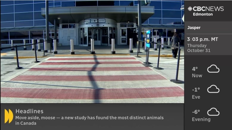 Screenshot of CBC Edmonton's local news streaming channel. Picture of a butcher shop of left and red meet in a blue tarp in the back of a vehicle on the right. 