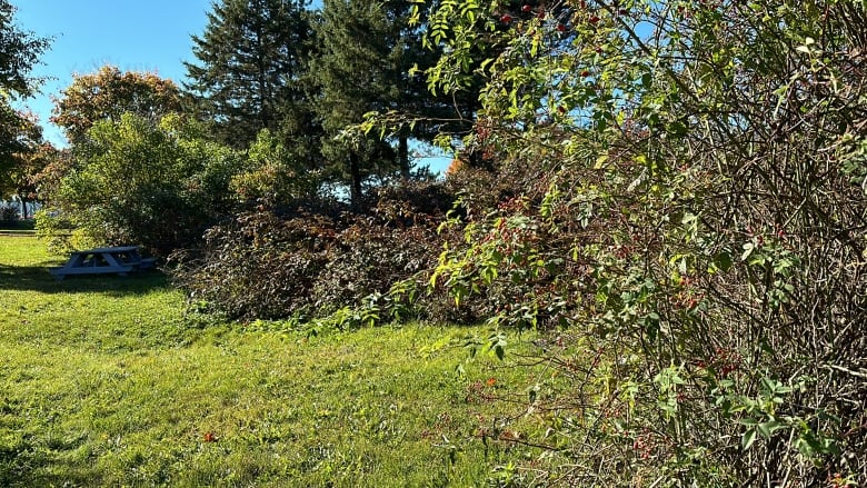 Overgrown shrubs and trees are shown in a park.