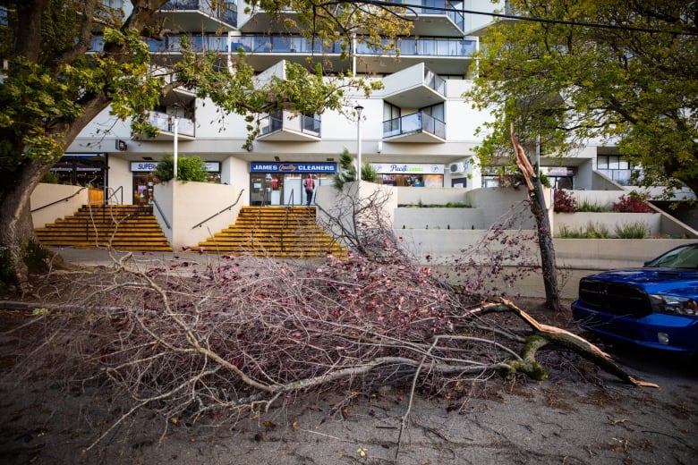 A large tree branch lies along a road, with shops visible in the background.