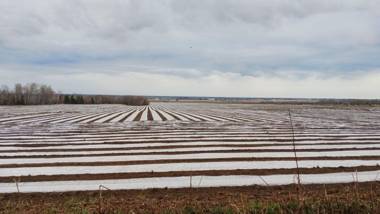 A farmer's field with sheets of white plastic seen on top.