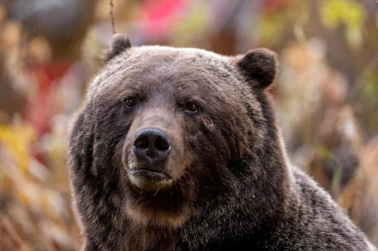 A large bear with brown fur