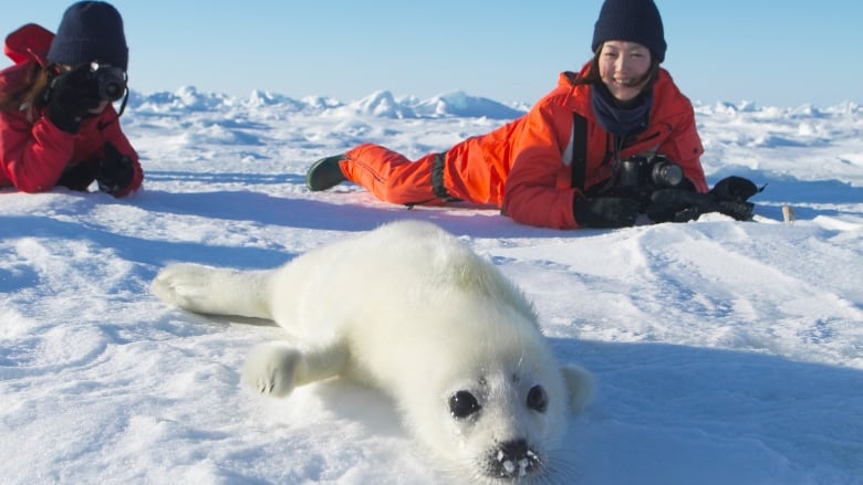 People with cameras observing a baby harp seal up close. 