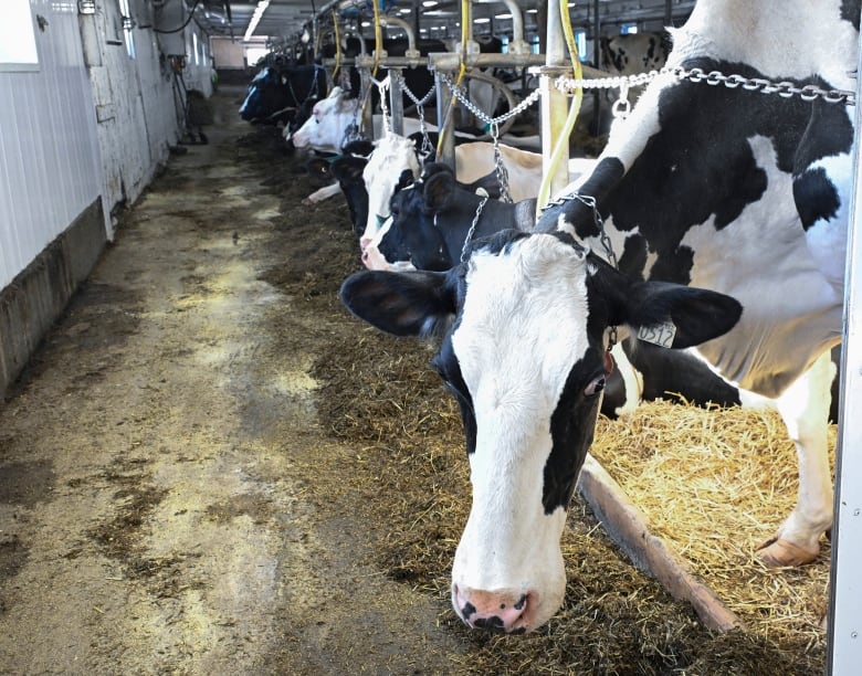 Cows in a dairy farm, Tuesday, January 23, 2024 in Saguenay Que.