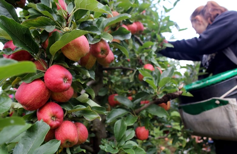 A woman picks apples from an apple tree.