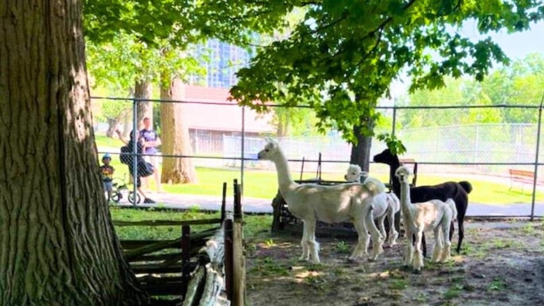 Photo of some animals at waterloo park